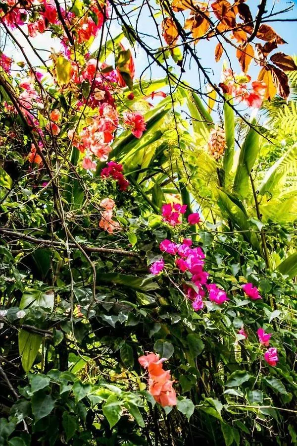 Jasmine Suite On Lush Farm In Haiku, Maui Jungle Huelo United States